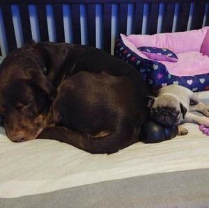 Meet your Posher, Dawn